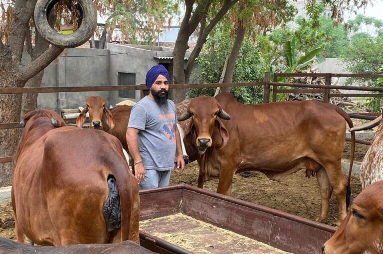 Sidhu Dairy